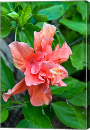 Framed Hibiscus Flowers, Antigua, West Indies, Caribbean Print