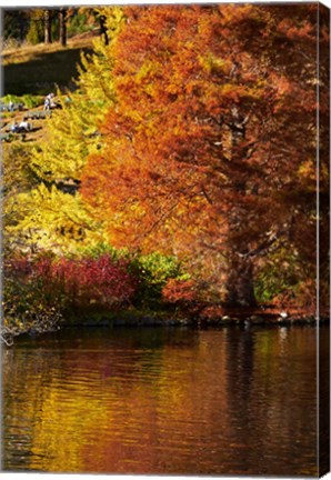 Framed Autumn colour in pond, Botanic Gardens, Dunedin, Otago, South Island, New Zealand Print