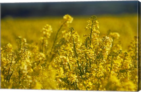 Framed Rapeseed Agriculture, South Canterbury, New Zealand Print