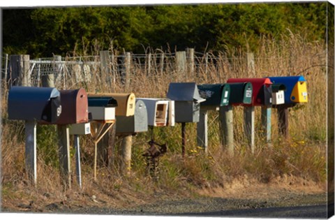 Framed Rural Letterboxes, Otago Peninsula, Dunedin, South Island, New Zealand Print