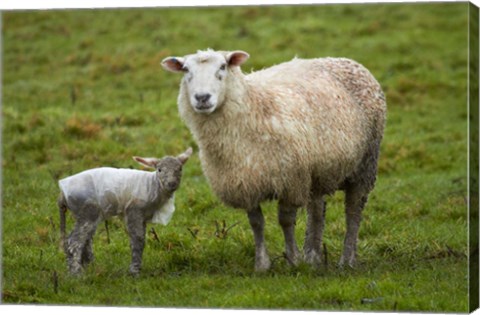 Framed Sheep and lamb, Taieri Plains, Otago, New Zealand Print