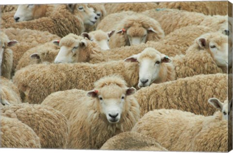 Framed Sheep, Catlins, South Otago, South Island, New Zealand Print