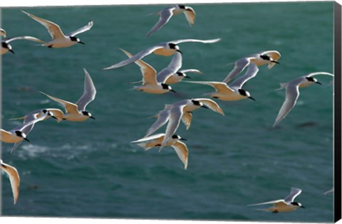 Framed White-fronted Terns, Aramoana, Dunedin, Otago, New Zealand Print