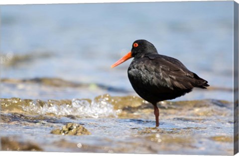 Framed New Zealand, Oystercatcher tropical bird Print