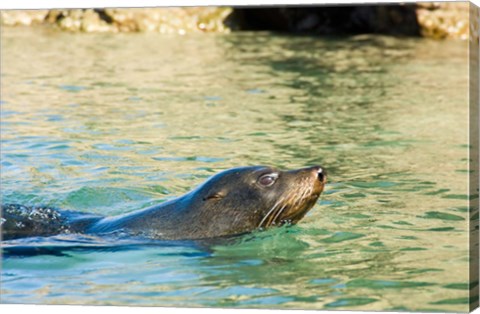 Framed New Zealand, South Island, Marlborough, Fur Seal Print