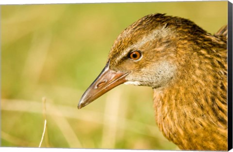 Framed New Zealand, South Island, Marlborough, Weka bird Print