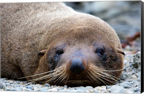 Framed New Zealand, South Island, Kaikoura Coast, Fur Seal Print