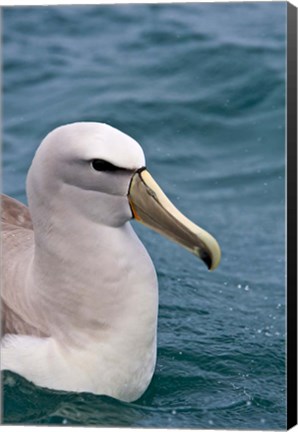 Framed New Zealand, South Island, Salvin&#39;s Albatross Print