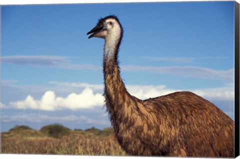 Framed Australia, Emu, flightless bird Print