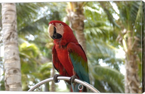 Framed Parrot at Radisson Resort, Palm Beach, Aruba, Caribbean Print