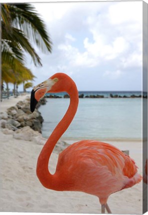 Framed Pink Flamingo on Renaissance Island, Aruba, Caribbean Print