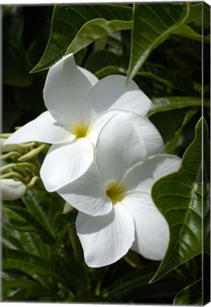 Framed White Flowers on Palm Beach, Aruba Print