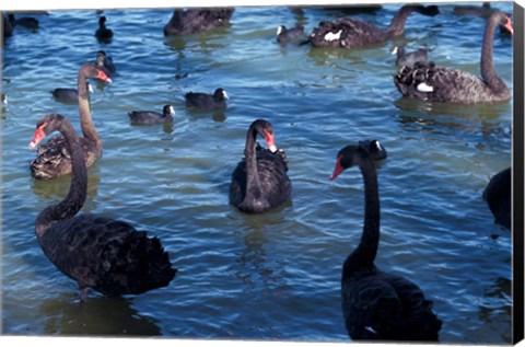 Framed Australia, Perth, Bibra Lake Black Swans Print