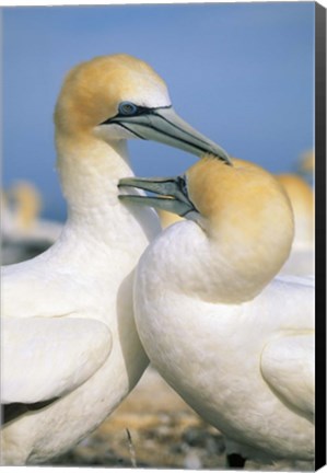 Framed Pair of Gannet tropical birds, Cape Kidnappers New Zealand Print