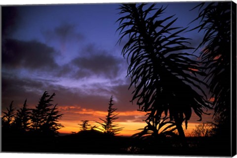 Framed Dunedin, South Island, New Zealand, Trees and sunset Print