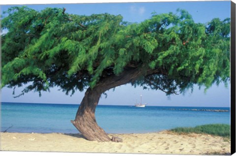 Framed Kwihi Tree,  Aruba, Caribbean Print