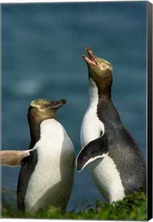 Framed Yellow-Eyed Penguin, Enderby Is, Auckland, New Zealand Print