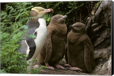 Framed Yellow-Eyed Penguin, New Zealand Print