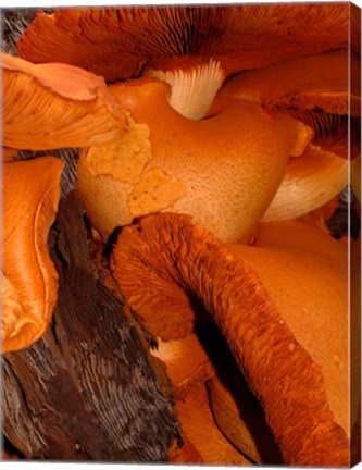 Framed Mushrooms on Stump, New Zealand Print