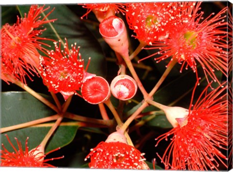 Framed Rata Tree Blossoms, New Zealand Print