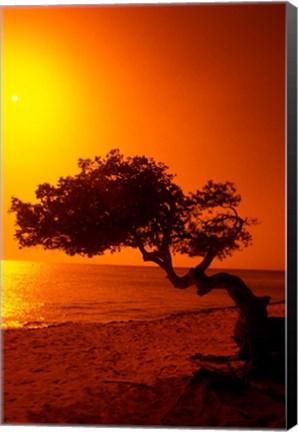 Framed Lone Divi Divi Tree at Sunset, Aruba Print