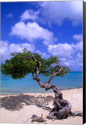 Framed Lone Divi Tree, Aruba, Caribbean Print