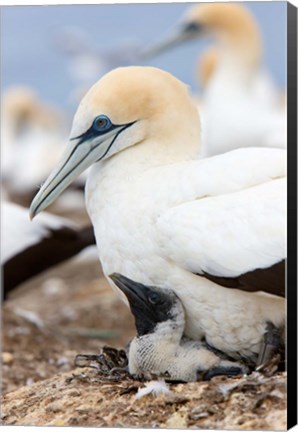 Framed Australasian Gannet chick and parent on nest, North Island, New Zealand Print