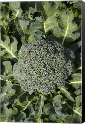 Framed Broccoli growing in the garden Print