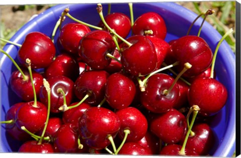 Framed Bucket of cherries, Cromwell, Central Otago, South Island, New Zealand Print