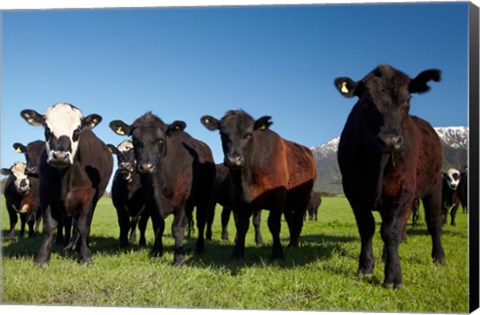 Framed Cows, Kaikoura, Seaward Kaikoura Ranges, Marlborough, South Island, New Zealand Print