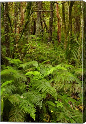 Framed Ferns and native bush near Matai Falls, Catlins, South Otago, South Island, New Zealand Print