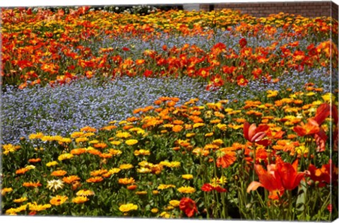 Framed Flower garden, Pollard Park, Blenheim, Marlborough, South Island, New Zealand (horizontal) Print