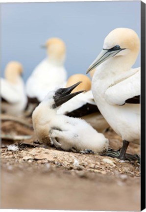 Framed Gannet tropical birds, Cape Kidnappers New Zealand Print