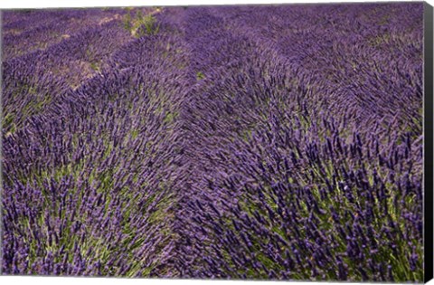 Framed Lavender Farm, near Cromwell, Central Otago, South Island, New Zealand (horizontal) Print