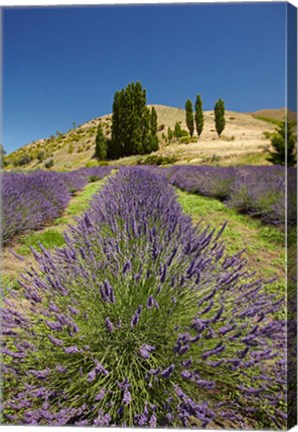 Framed Lavender Farm, near Cromwell, Central Otago, South Island, New Zealand (vertical) Print