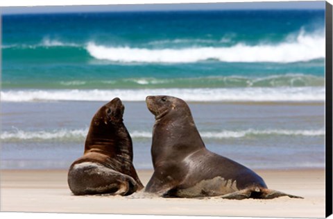 Framed New Zealand, South Island, Hooker&#39;s Sea Lion Print