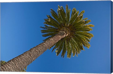 Framed Palm tree, Seymour Square, Marlborough, New Zealand Print