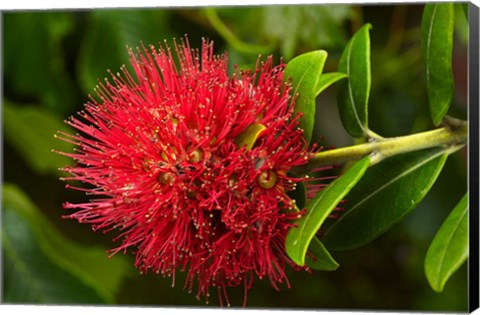 Framed Pohutukawa Flower, Dunedin, South Island, New Zealand Print