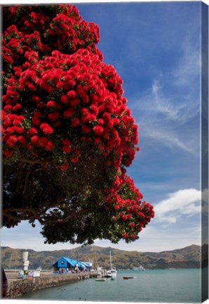 Framed Pohutukawa tree and Akaroa Harbour, Akaroa, Banks Peninsula, Canterbury, South Island, New Zealand Print