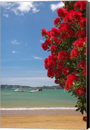 Framed Pohutukawa tree, beach, Paihia, North Island, New Zealand Print