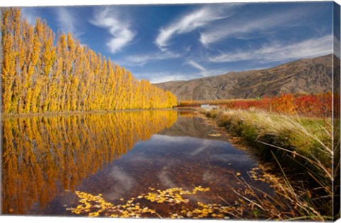 Framed Poplar tree, irrigation, Otago, South Island, New Zealand Print