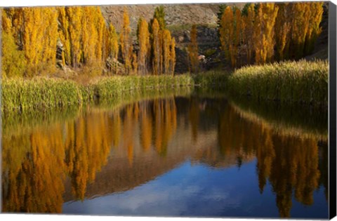 Framed Poplar trees in Autumn, Bannockburn, Cromwell, Central Otago, South Island, New Zealand Print