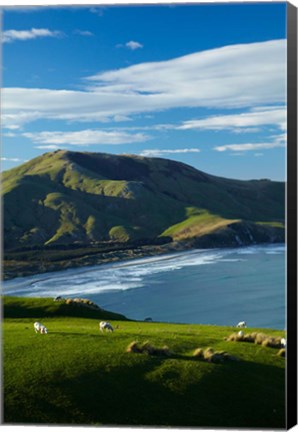 Framed Sheep grazing near Allans Beach, Dunedin, Otago, New Zealand Print