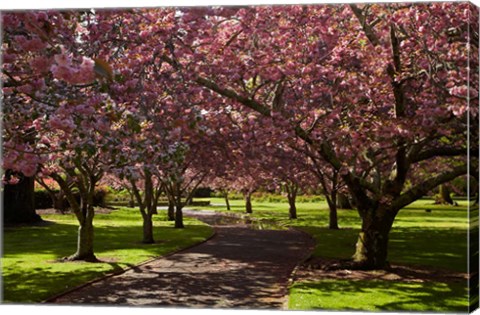 Framed Spring, Ashburton Domain, Mid-Canterbury, New Zealand Print