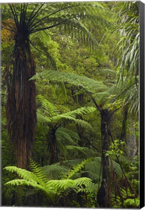 Framed Tree ferns, Manginangina Kauri Walk, Puketi Forest, near Kerikeri, North Island, New Zealand Print