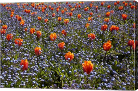 Framed Tulip flowers, Ashburton Domain, New Zealand Print