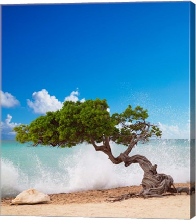 Framed Divi Divi Tree, Eagle Beach, Aruba, Caribbean Print