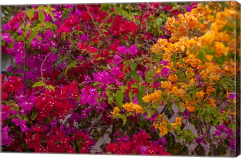 Framed Bougainvillea flowers, Princess Cays, Eleuthera, Bahamas Print