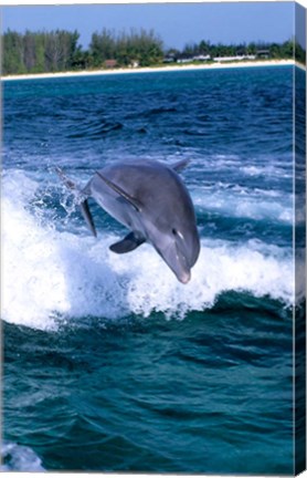 Framed Dolphin Jumping, Grand Bahama, Bahamas Print