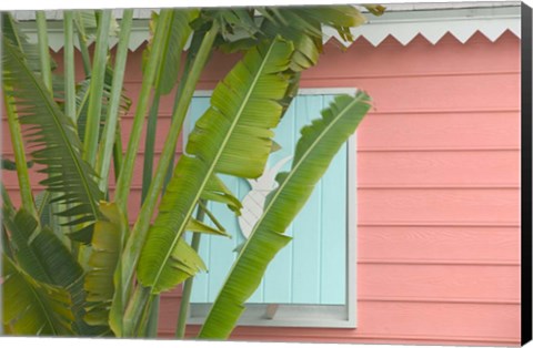 Framed Palm and Pineapple Shutters Detail, Great Abaco Island, Bahamas Print